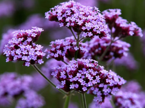 Verbena bonariensis purple - 3x,