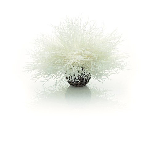 Sea lily white - sea,