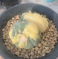 Caci WYSIWYG Boutique Boutique