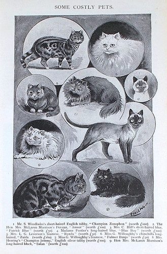 Old antique louis wain print - old,