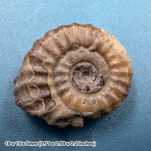 Charmouth promicroceras - charmouth,