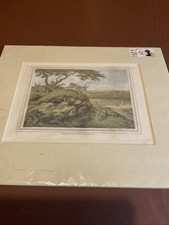 SAMUEL HOWITT  "THE RABBIT"