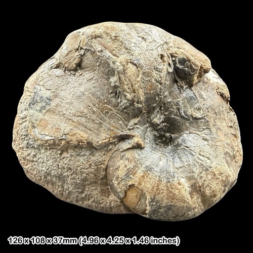 Fossil nautilus upper - nautilus,