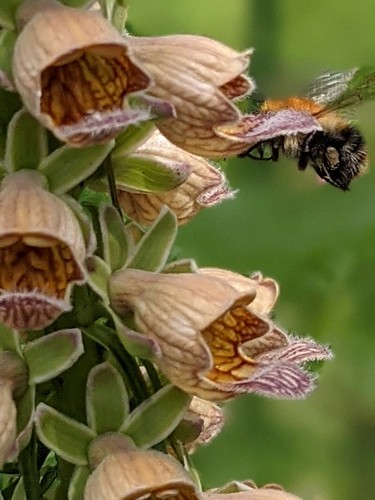 Digitalis ferruginea rusty - ferruginea,