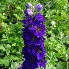 Delphinium Plant Magic Fountains Dark Blue in 1L Pot - Compact Hardy Larkspur