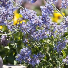 Perovskia Atriplicifoli in 9cm