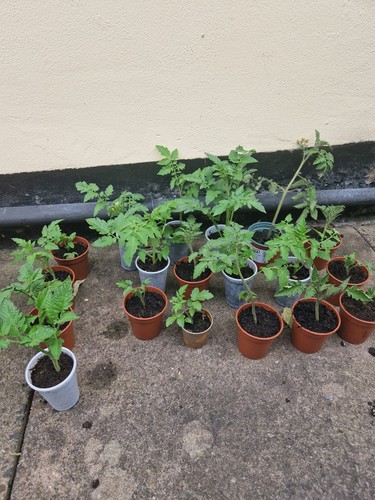 Tomato plug plant - plant, 'beef