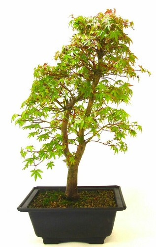 Seeds japanese green - , maple