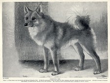 FINNISH SPITZ NAMED DOG LOVELY