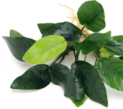 Anubias nana live aquarium - anubias,