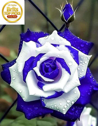 Rare fragrant hybrid rose - rare,