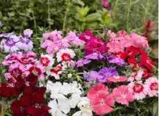 5    X  BEDDING DIANTHUS