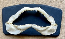 Genuine Shark Jaws with Rows