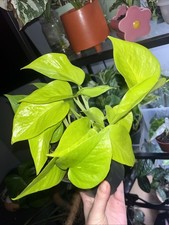 Epipremnum Pinnatum Neon