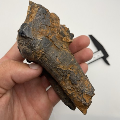 Ice age mammal tooth fossil - age,