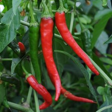 Chilli Pepper Cayenne