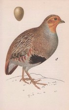 PARTRIDGE -BIRD EGG & Nest vintage1975 bookprint KVETOSLAV HISEK