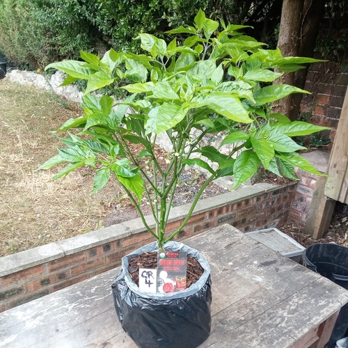 Carolina reaper chilli pepper - carolina,