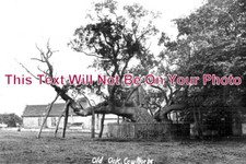 YO 9212 - The Old Oak