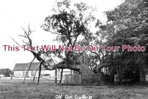9212 the old oak - yo,