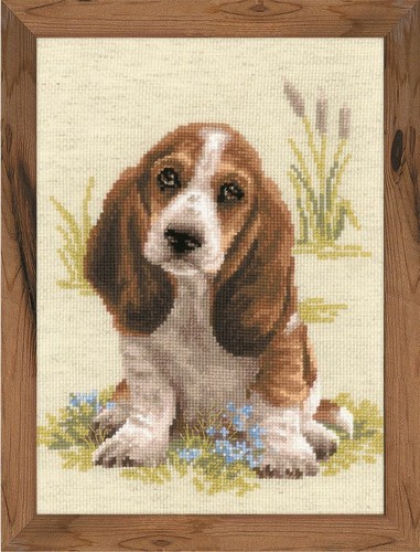 Riolis basset hound puppy - riolis,