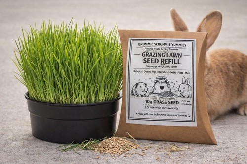 Grazing lawn seed refill small - seed,