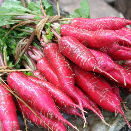 Radish seeds huge - radish,