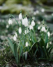 Snowdrop Bulbs  Live Plants