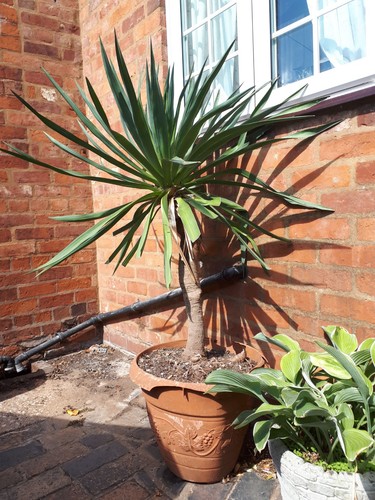 Fully grown giant 5m - grown, 1.5m