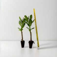 Jade Plant, Money Tree