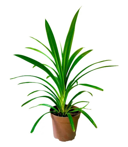 Live pandan leaf plant - live,