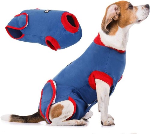 Medium dog surgical recovery - dog,