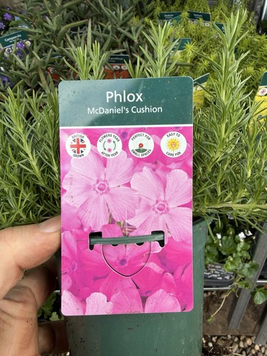 Phlox david cushion x2 - 1l,