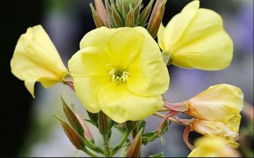 Common yellow evening - common,