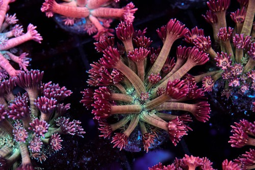 Key lime goniopora - goniopora, wysiwyg
