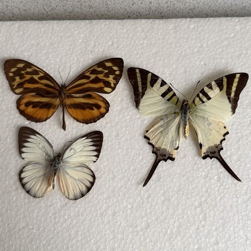 Entomology butterfly specimen - entomology,