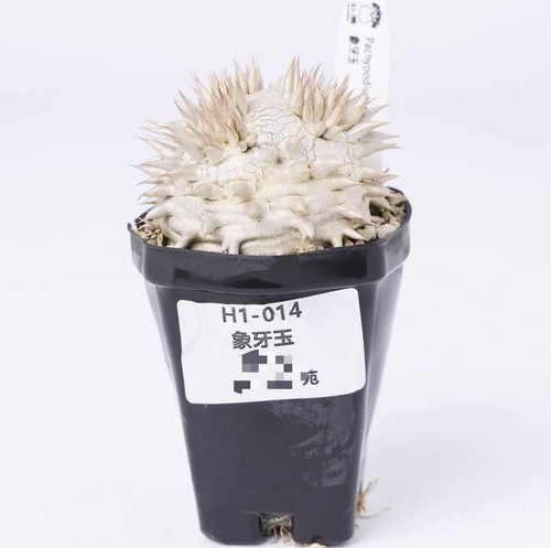 Pot 5cm random plant - pot,