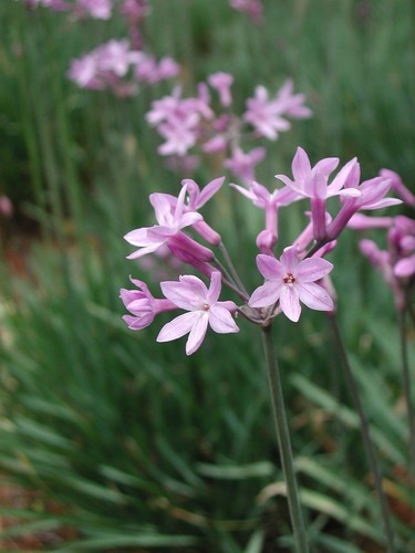 Tulbaghia violacea society - violacea,