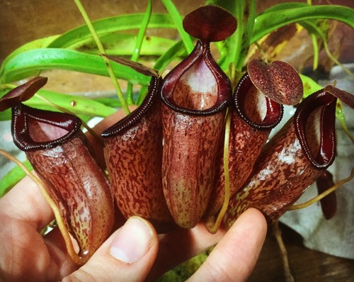 Nepenthes ventricosa - , x