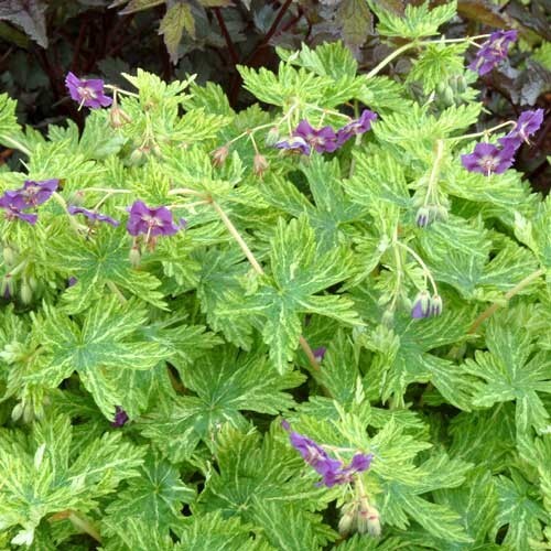 Hardy geranium phaeum - hardy, margaret