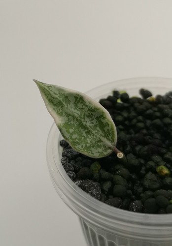 Hoya lacunosa lumina - lacunosa,