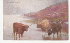 Animals - Highland Cattle (Valentine)