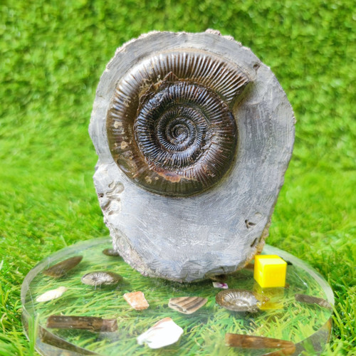 Fossil ammonite north - fossil,