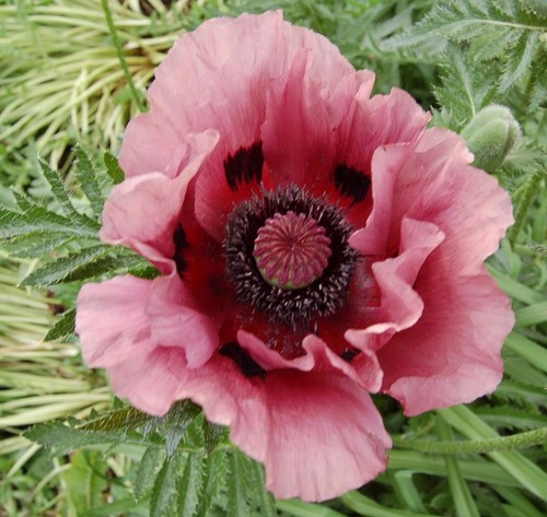 Oriental poppy mixed hp - poppy,