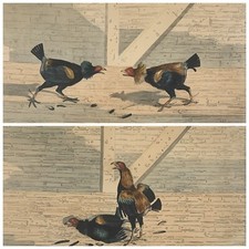 Stunning Pair of 2 Antique Hand Coloured Cock Fighting Engravings 1816 R Cooper