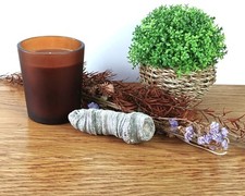 Heliophyllum Rugose Horn Coral