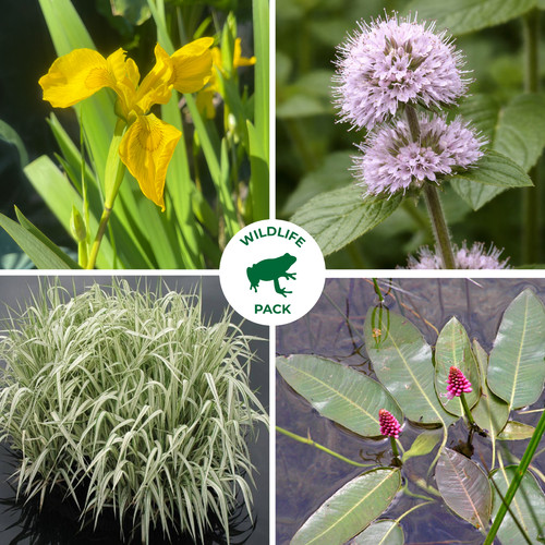 Marginal pond plant pack 8 - pack, 4/6/8