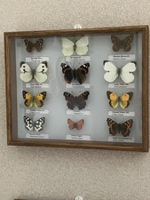 Beautiful collection of