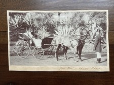Antique Carriage Spider