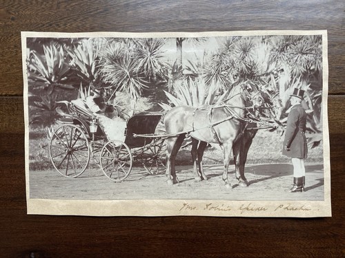 Antique carriage spider - carriage,
